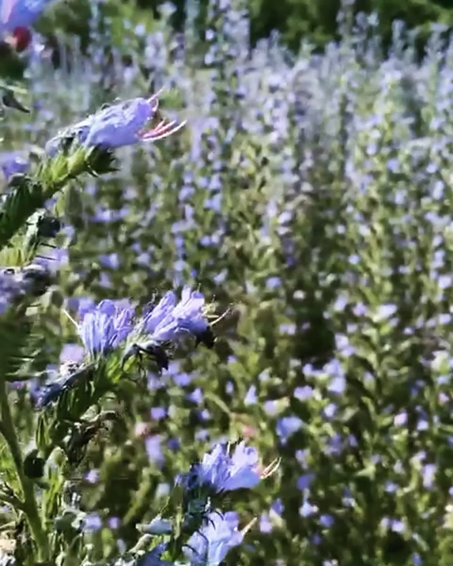 Фацелия шелковистая