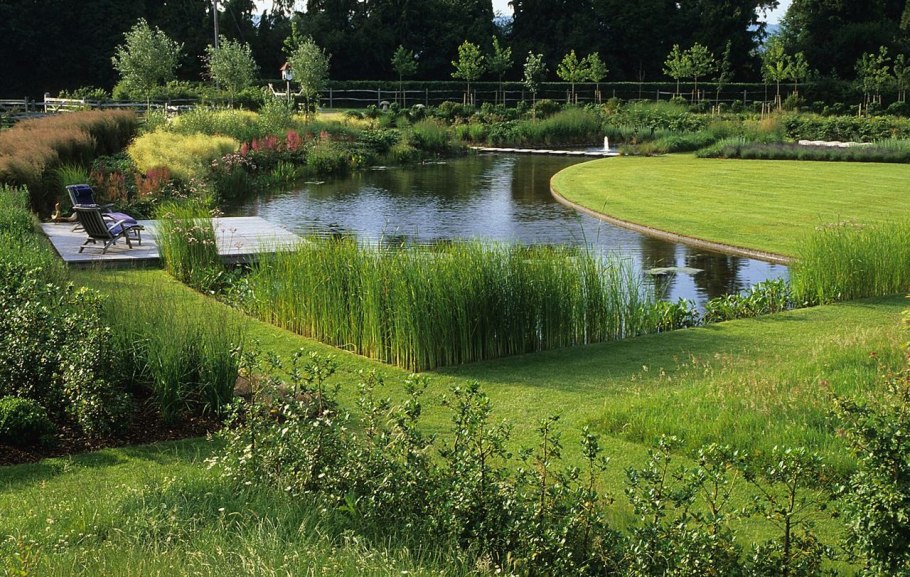 Eleocharis Montevidensis