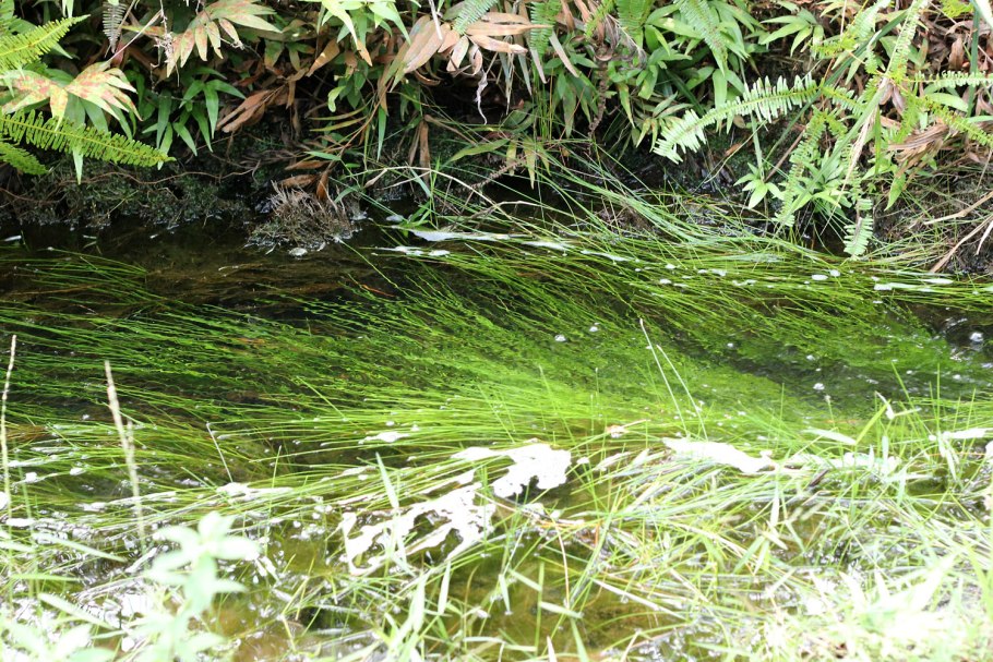 Заросли с ручьём