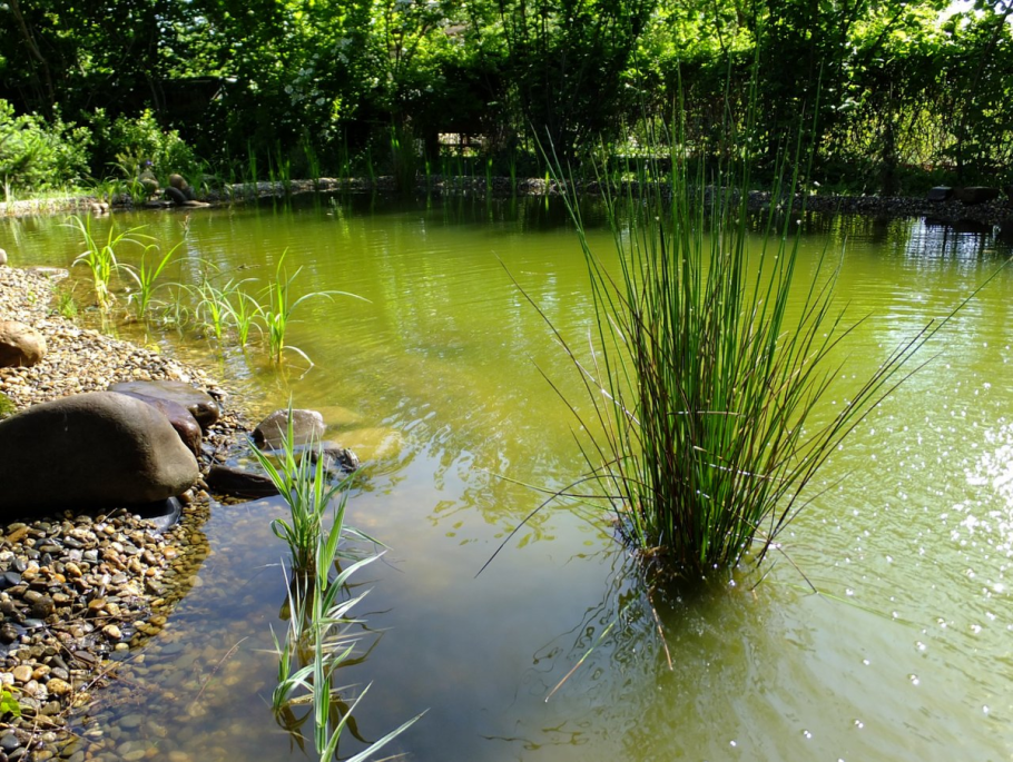 Рогоз в пруду