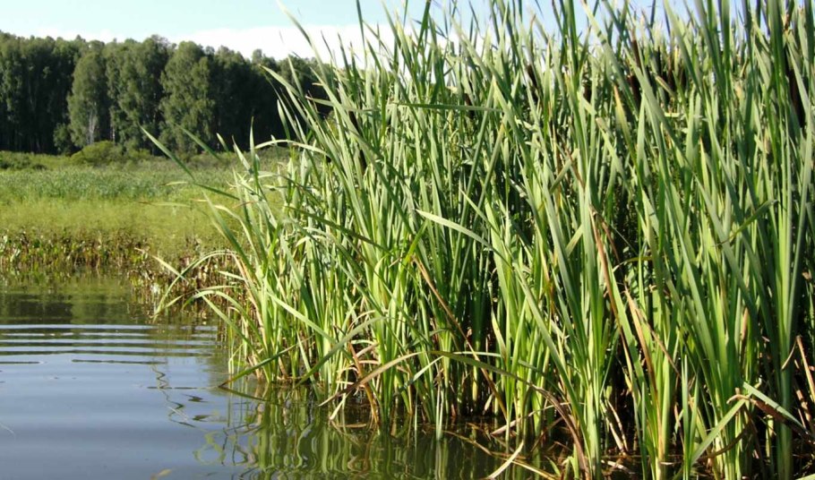 Чмек водоросли