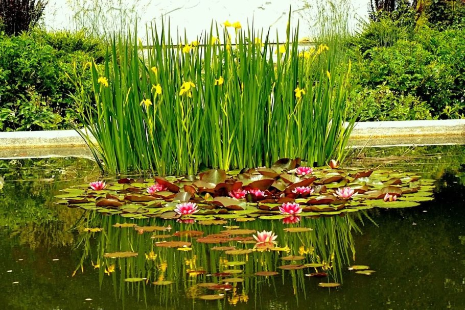 Трава у озера