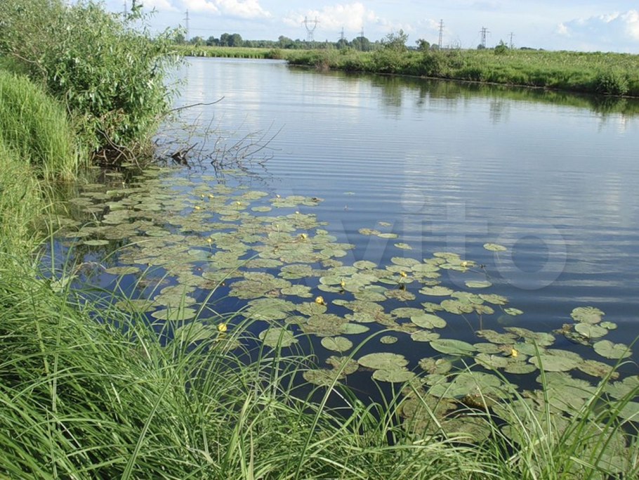 Болотник трава, камыш