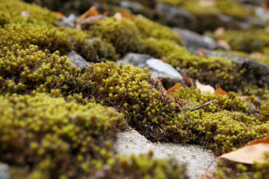 Остров Врангеля растительность