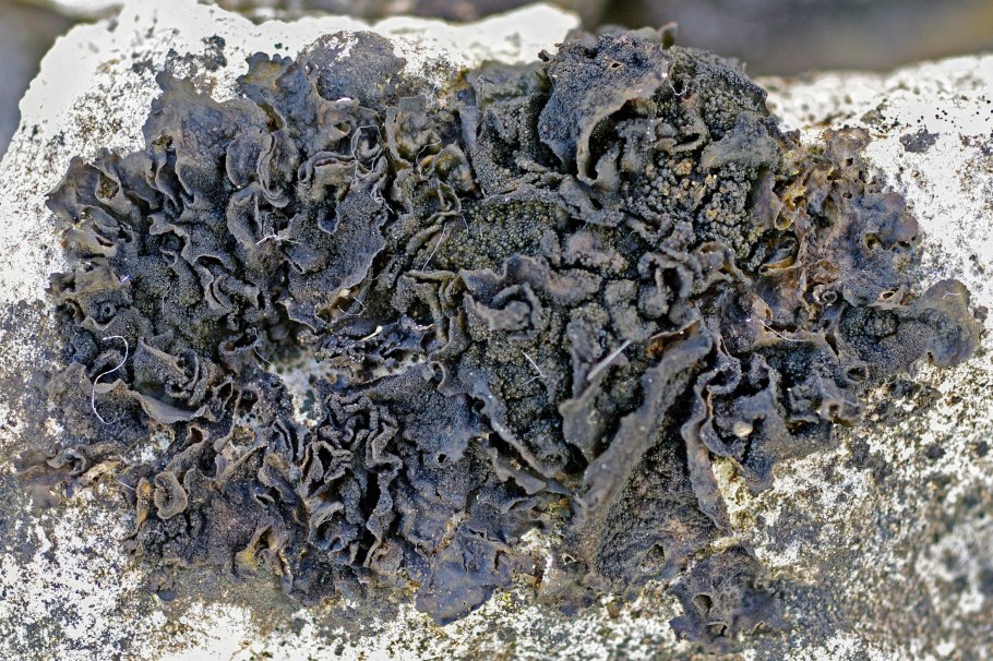 Мхи и лишайники Антарктиды