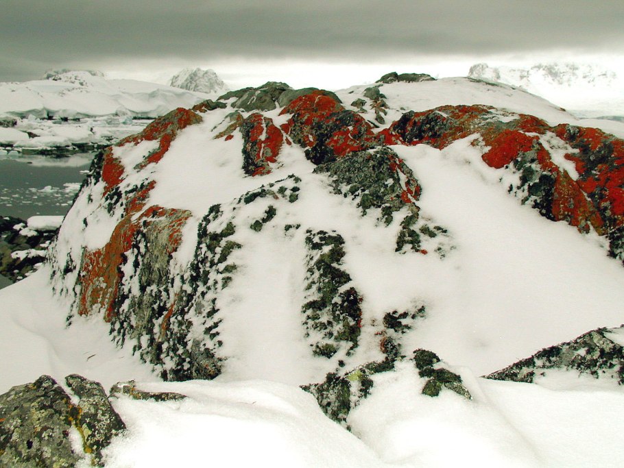 Лишайники в Антарктиде