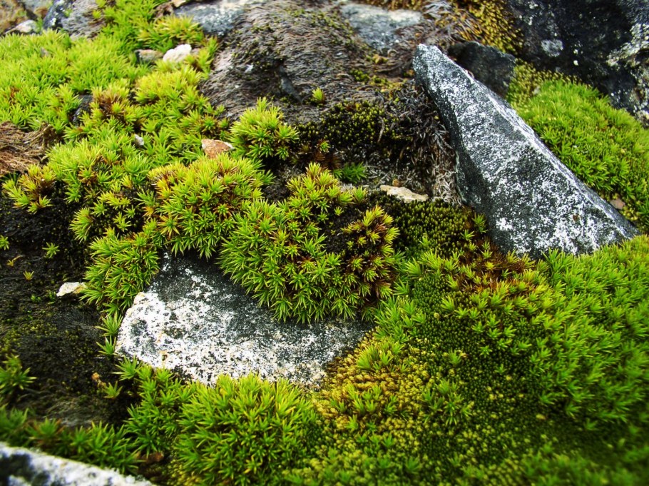 Антарктида мох ягель