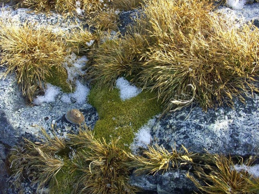 Лишайники Исландии