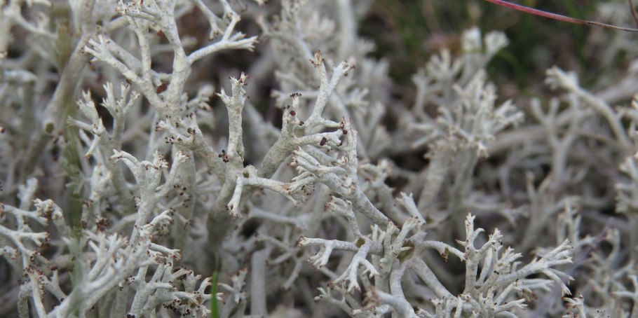 Grimmia Antarctici