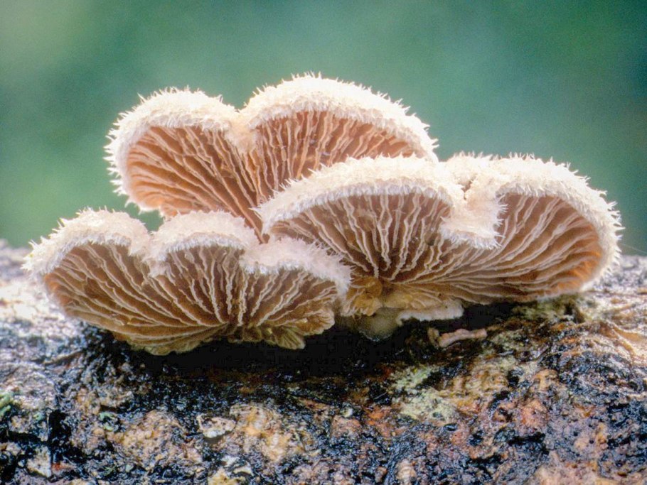 Коллема курчавая