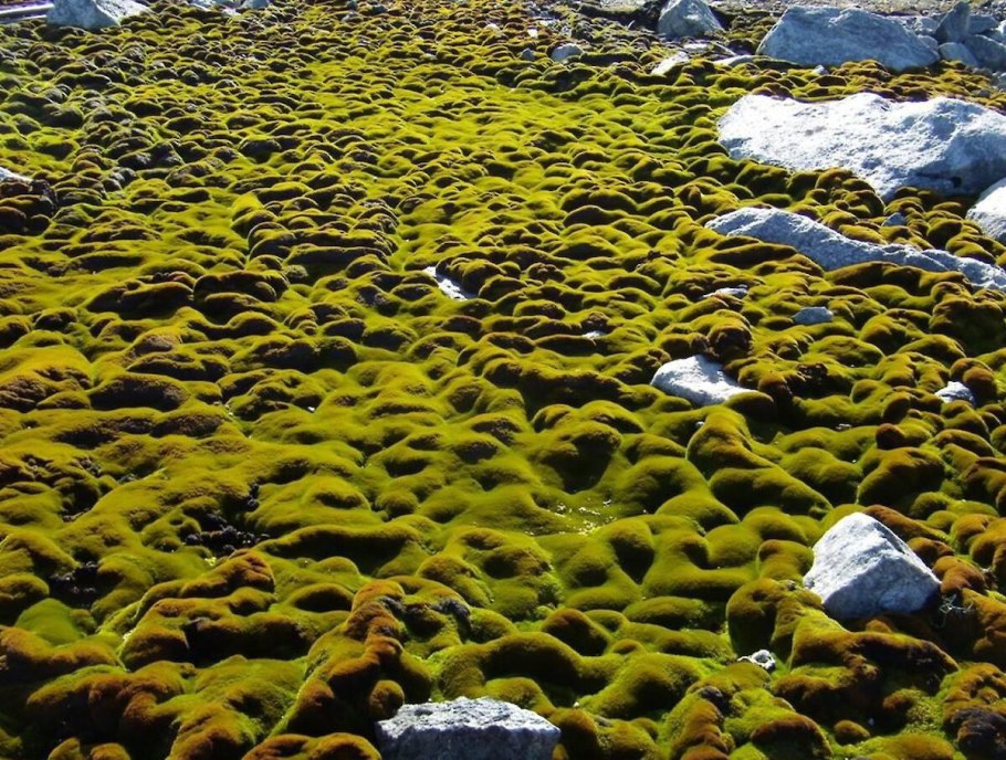 Мхи Эпифиты