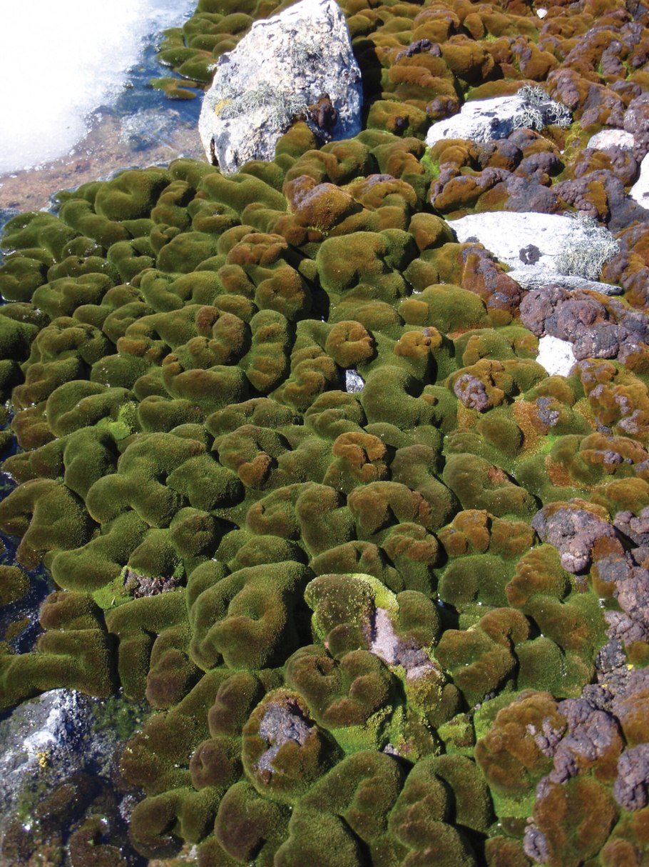 Щелелистник обыкновенный