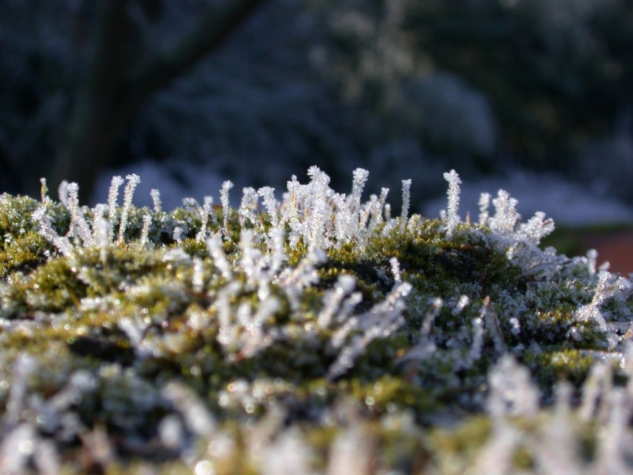 Мхи и лишайники Антарктиды