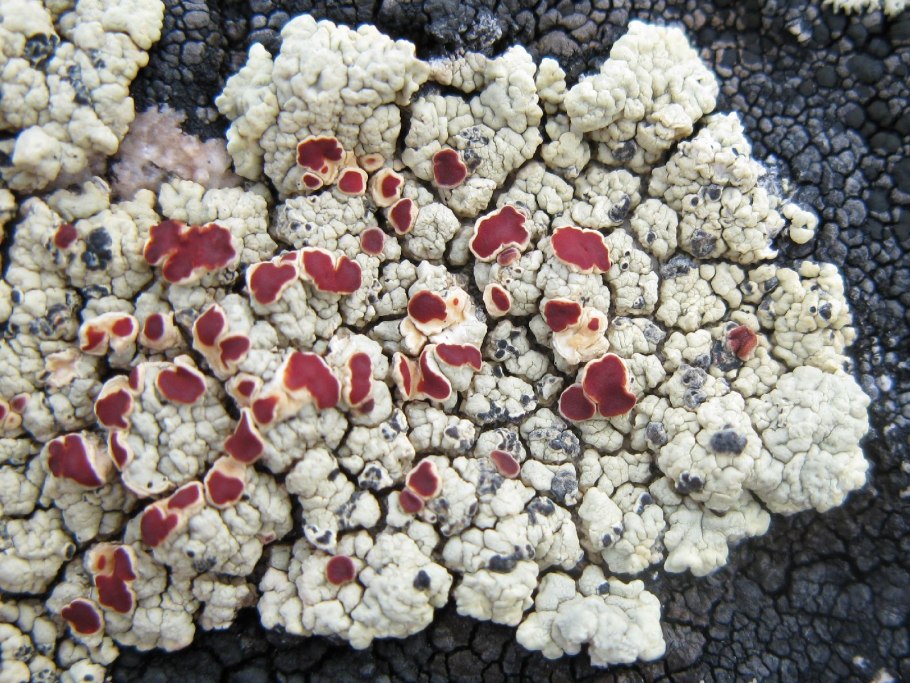 Риниофиты и мхи