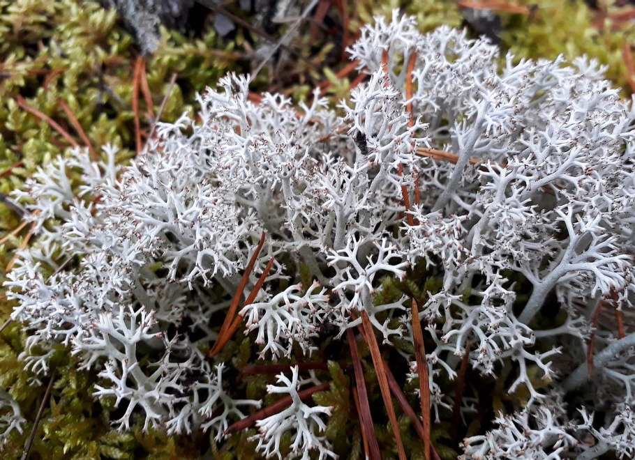 Кладония оленья cladonia rangiferina