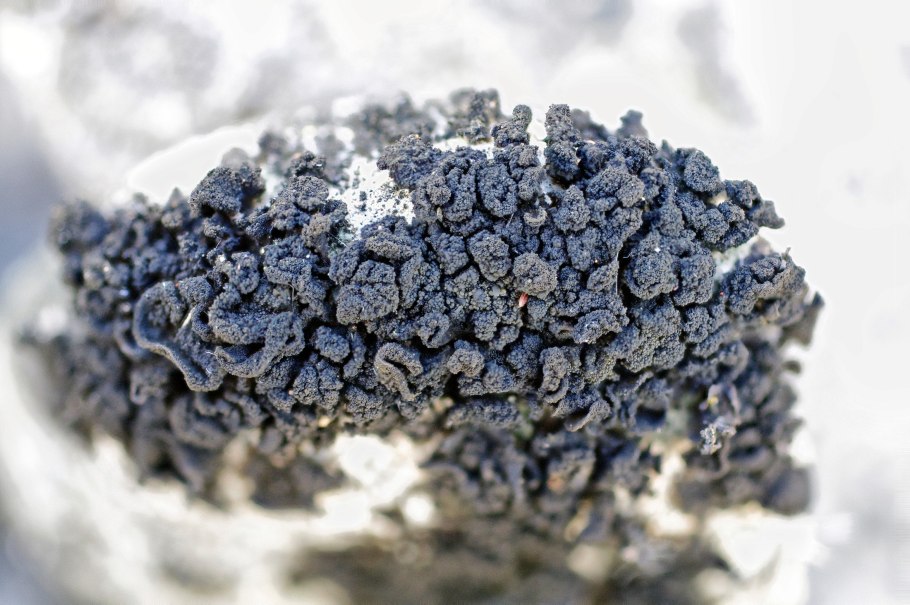 Коллема лишайник