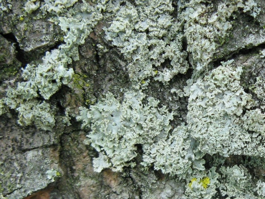Коллема лишайник