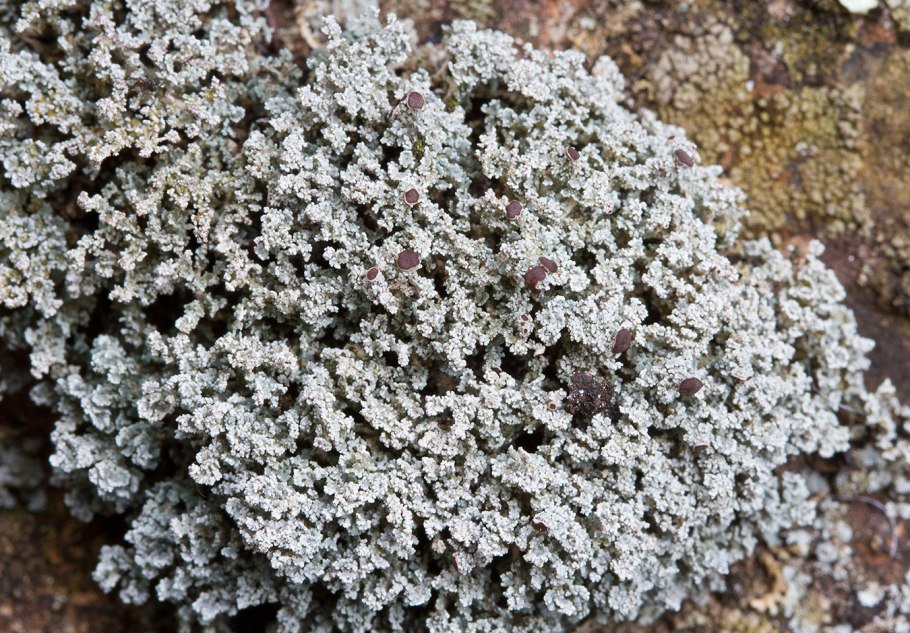 Черные лишайники в Антарктиде