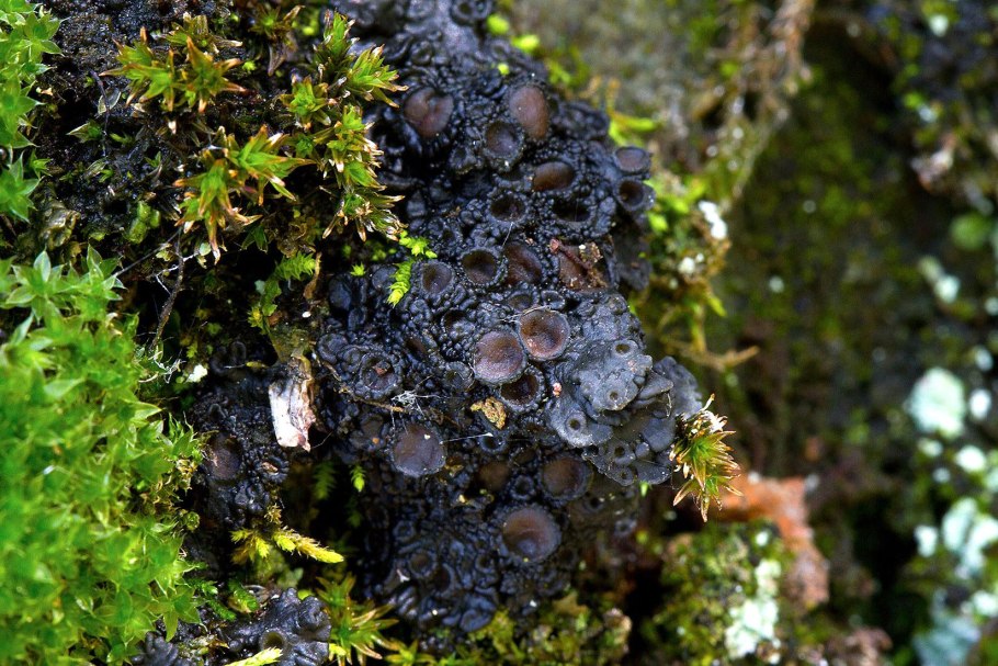 Мхи и лишайники Антарктиды