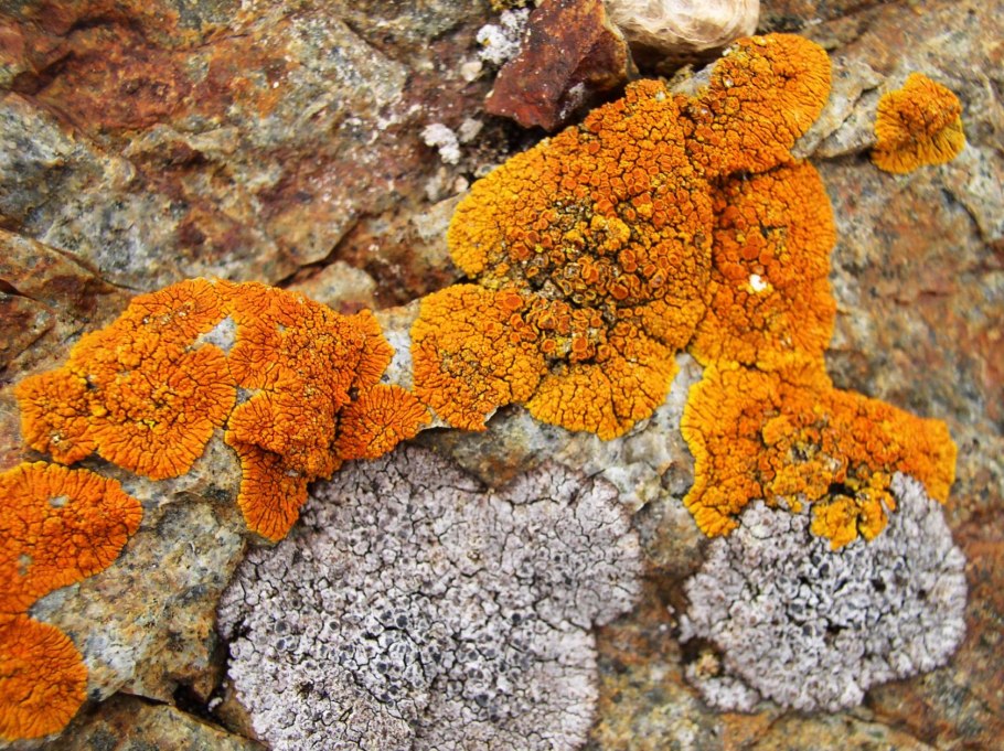 Растения Антарктиды лишайники