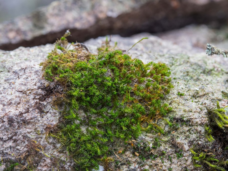 Растения Антарктиды лишайники