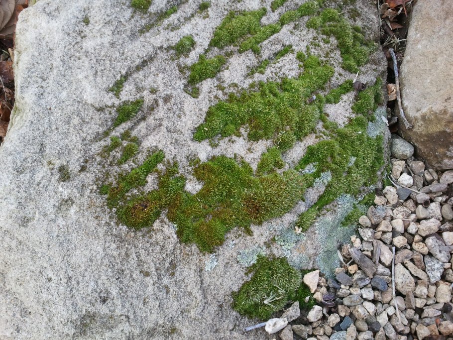 Полярный лишайник