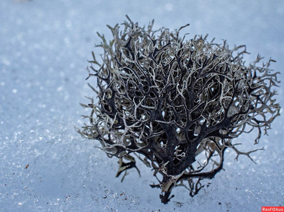 Лишайники в Антарктиде