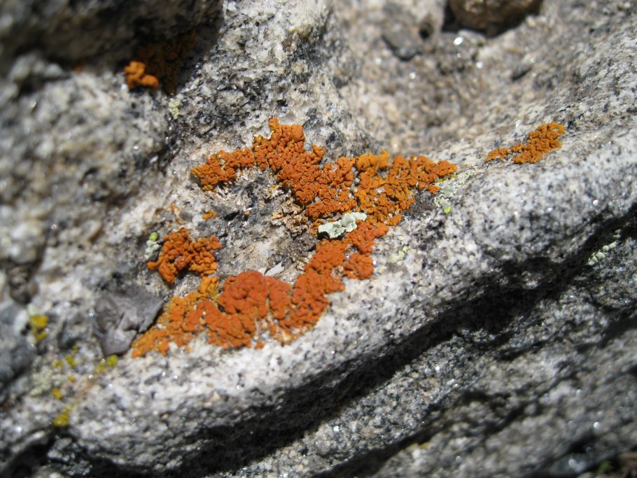 Cryomyces antarcticus