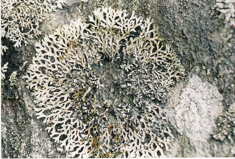 Кладония трухлявая