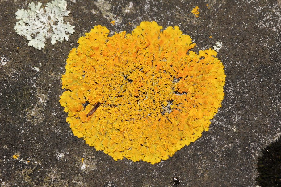 Полярный лишайник