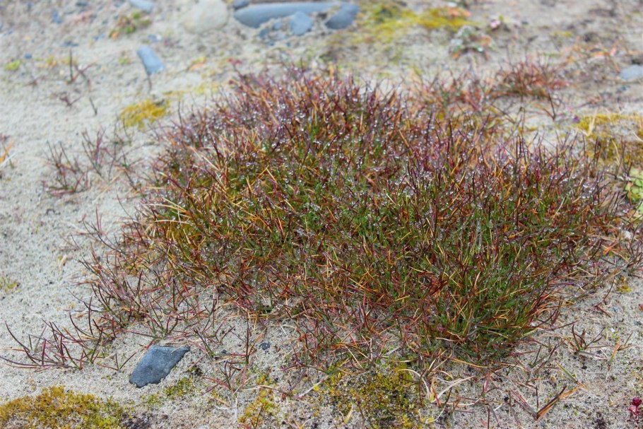 Мятлик арктический