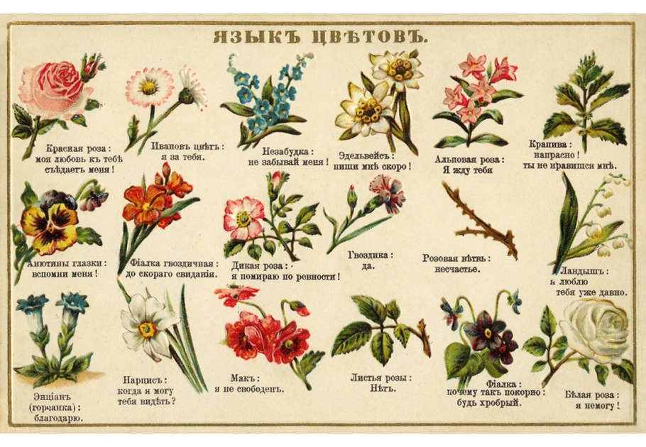 Акация на языке цветов