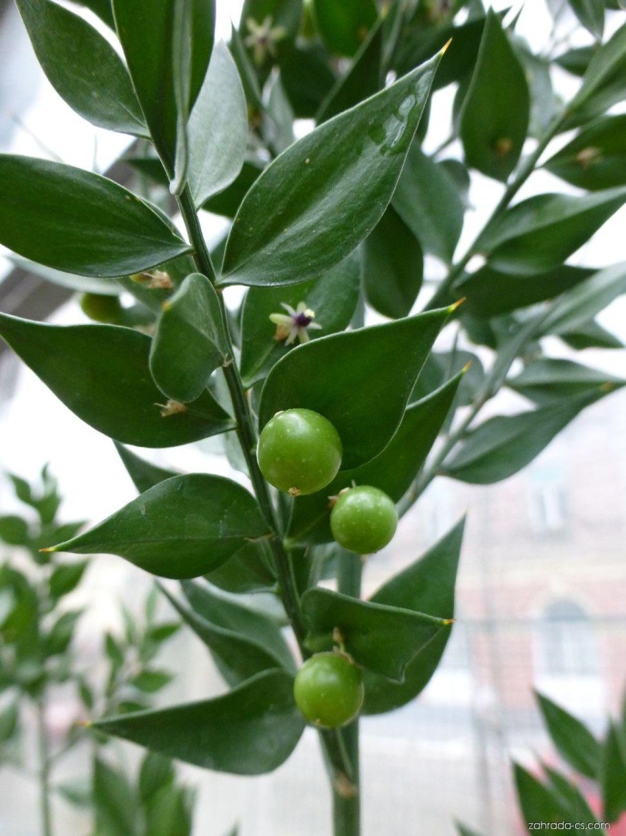 Рускус гипофиллум