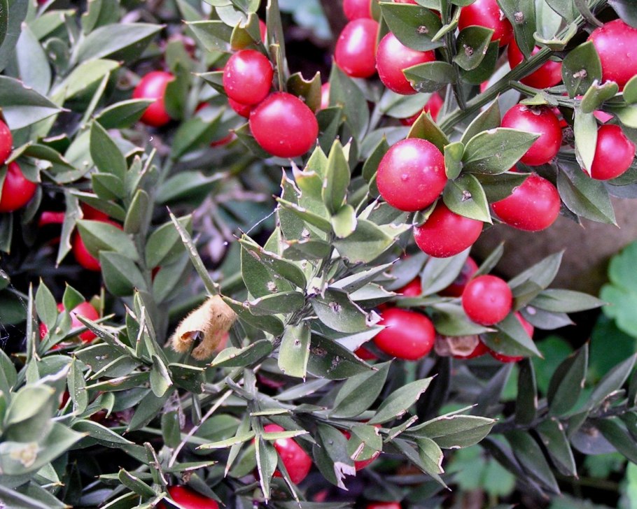 Иглица Колхидская