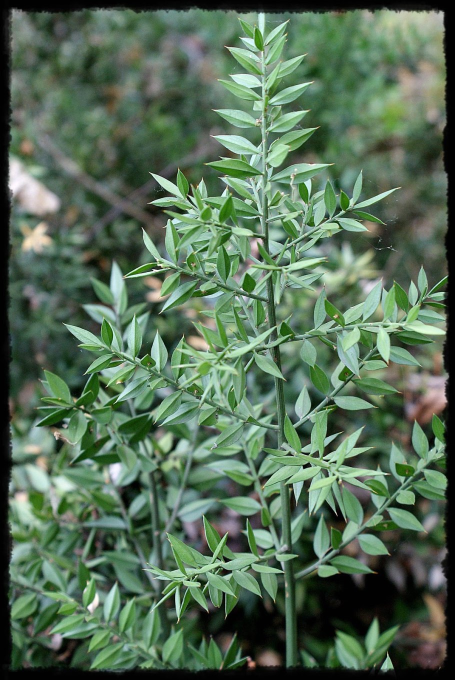 Иглица Кавказская