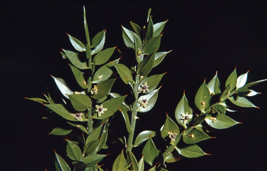 Рускус Акулеатус растение