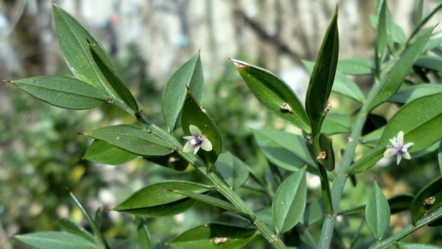 Рускус местный