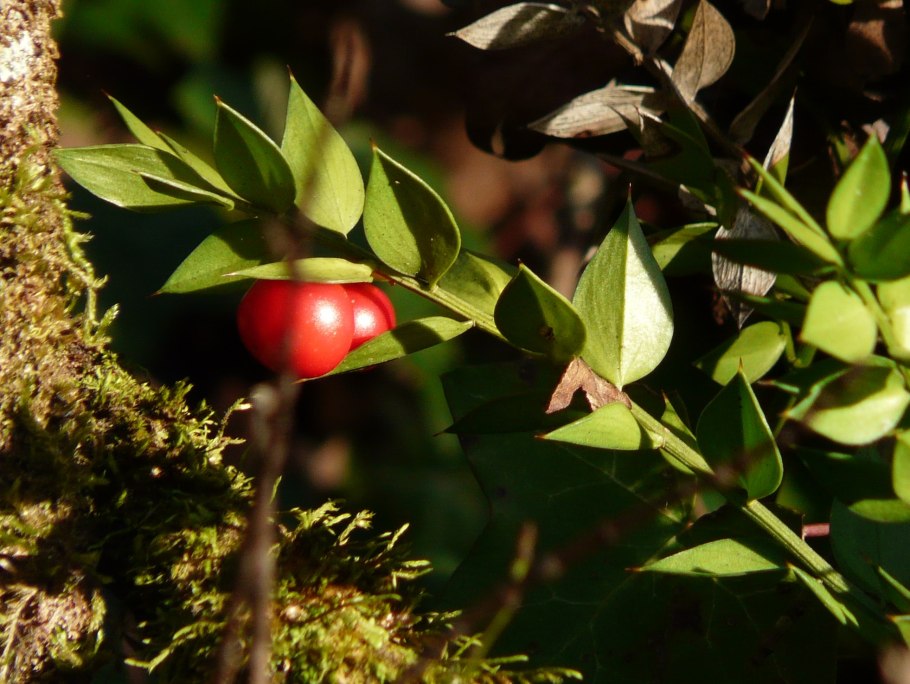 Рускус острозубый