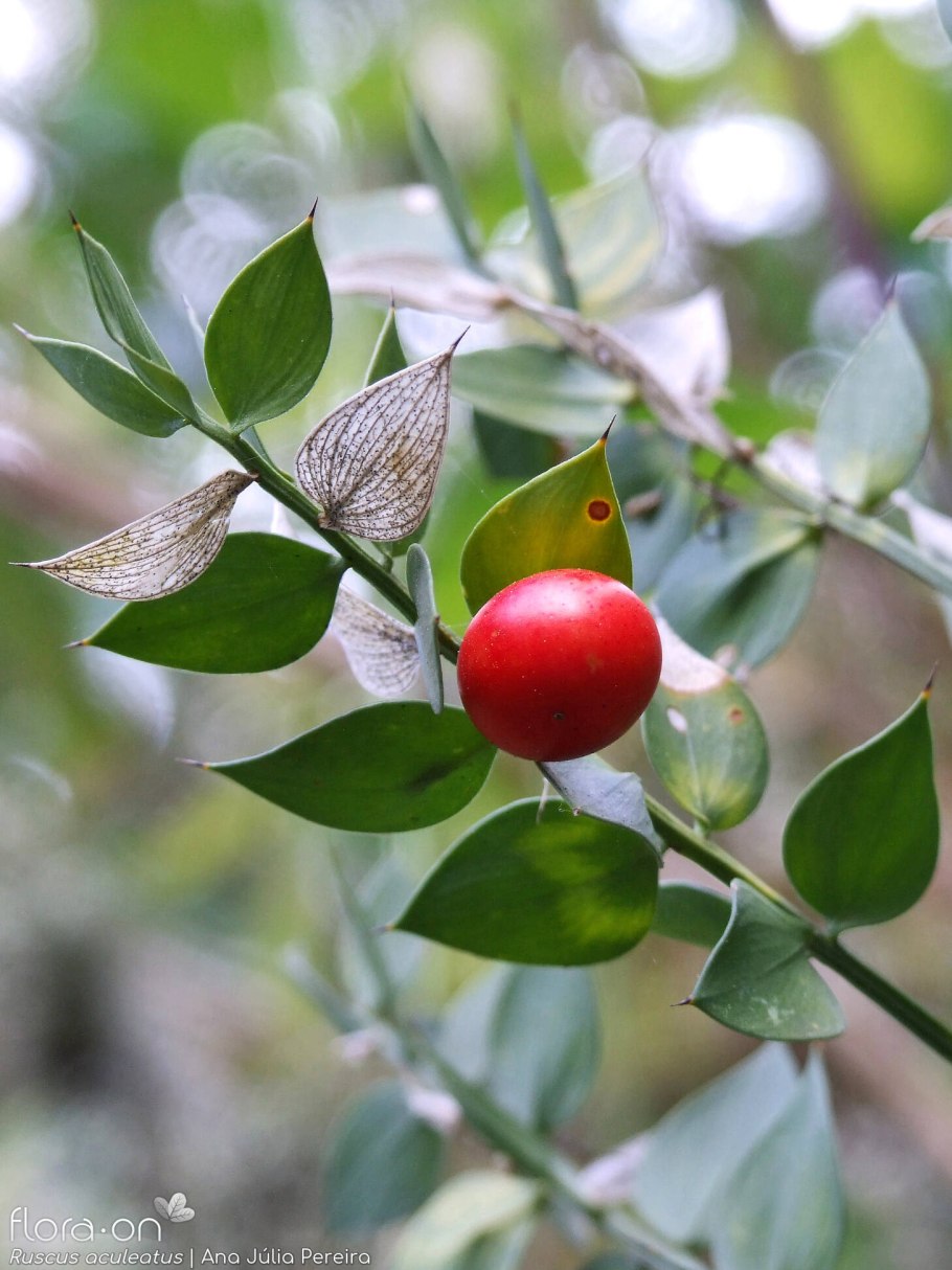 Растение иглица Колхидская