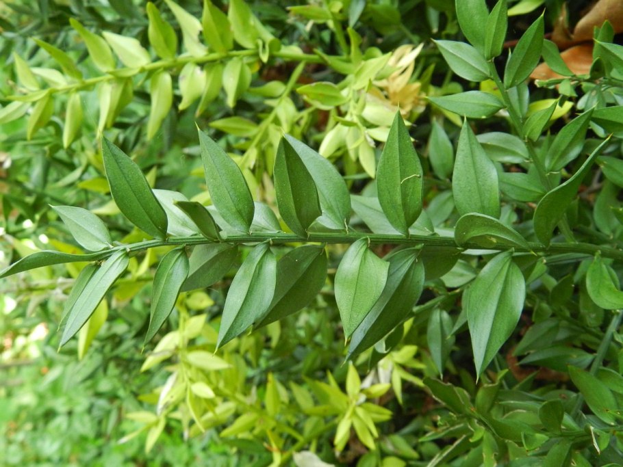 Иглица Колхидская лист