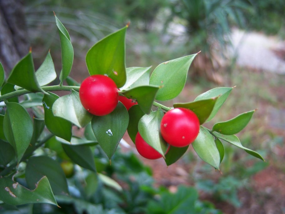 Рускус гипофиллум