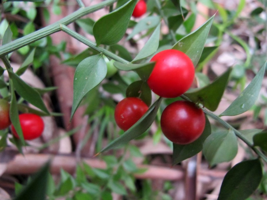 Иглица Понтийская колючки