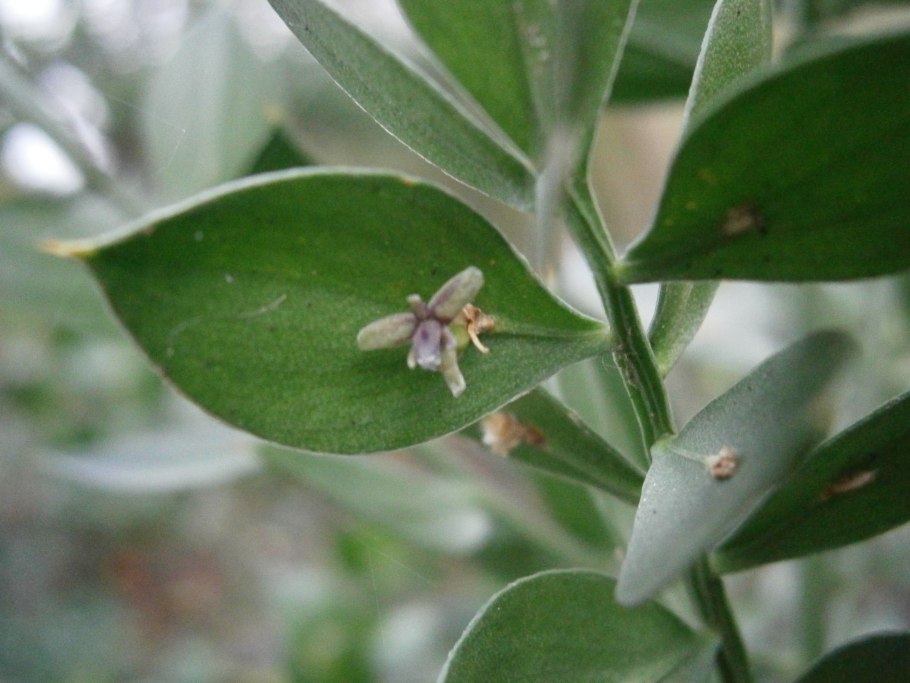 Иглица веник мясника