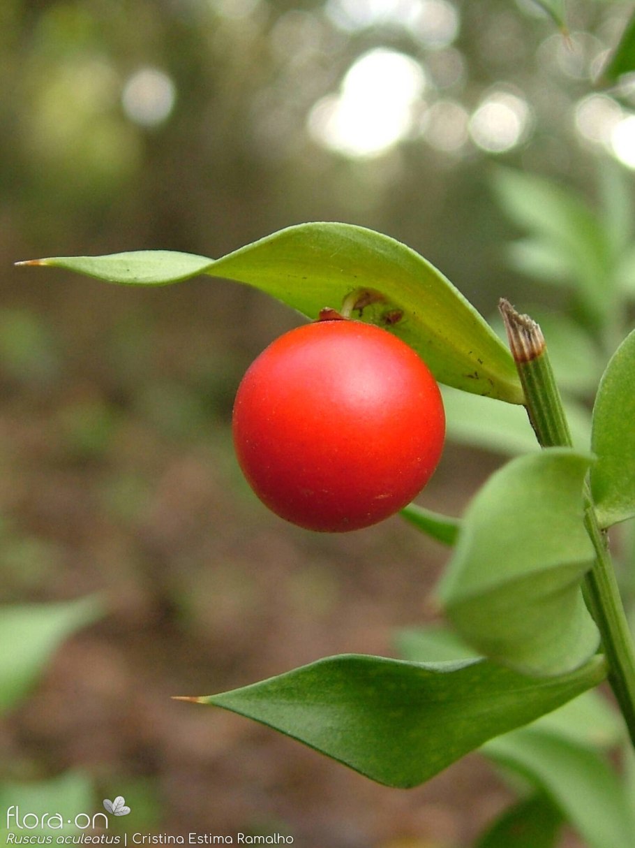 Иглица подлистная