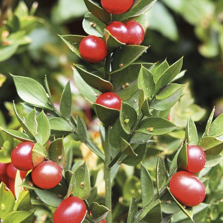 Рускус hypophyllum