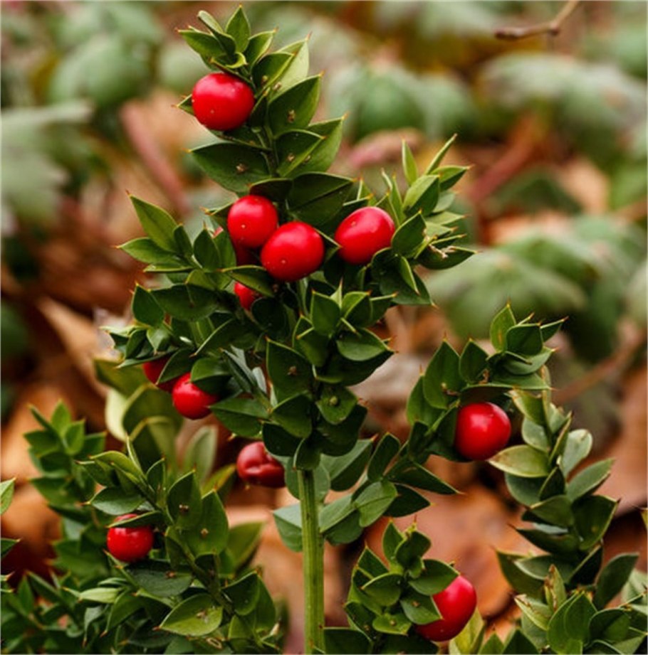 Рускус иглица