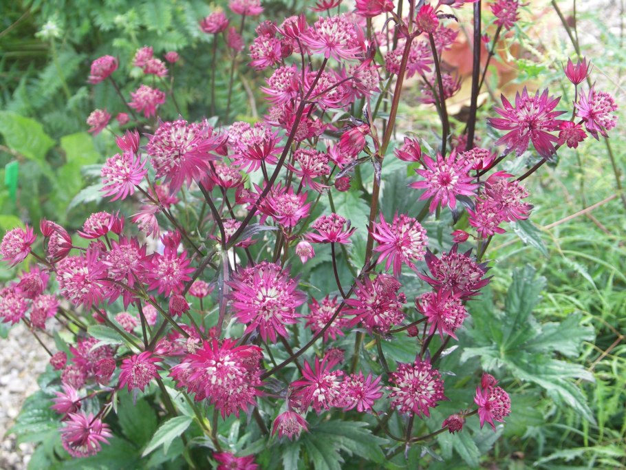 Астранция крупная (Astrantia Major)