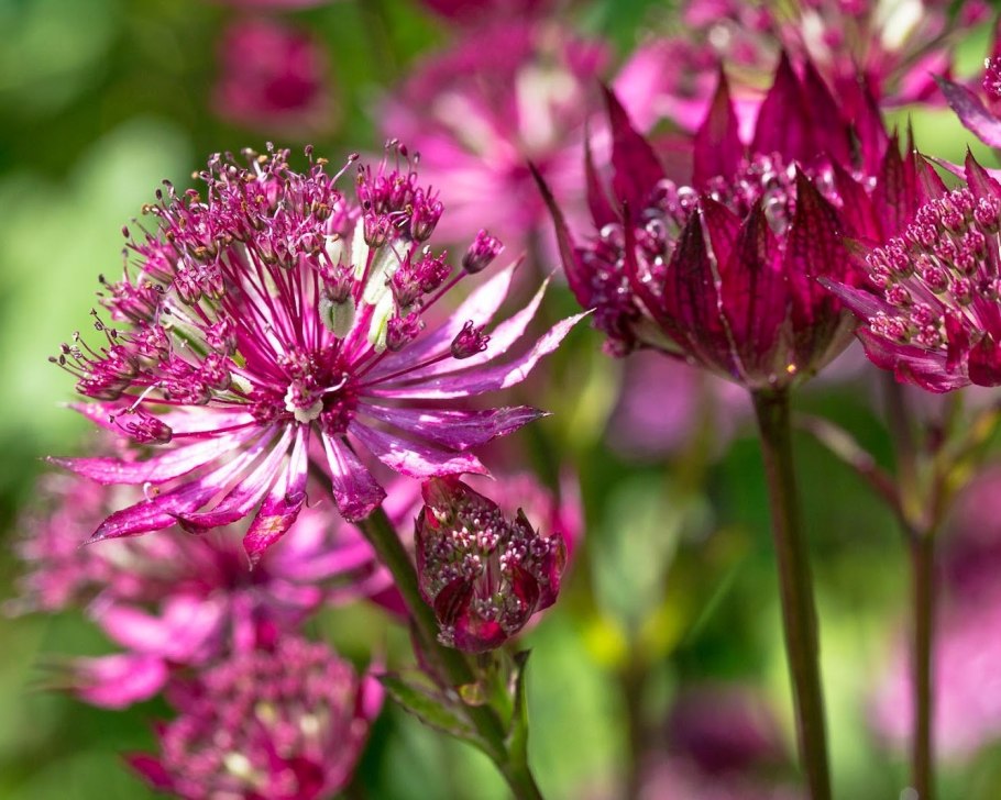 Астранция Руби Веддинг