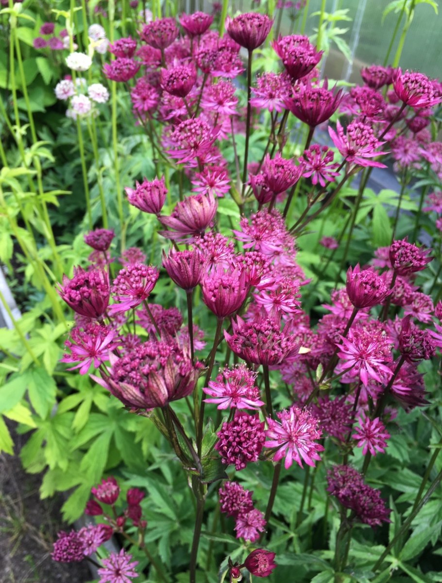 Астранция многолетник