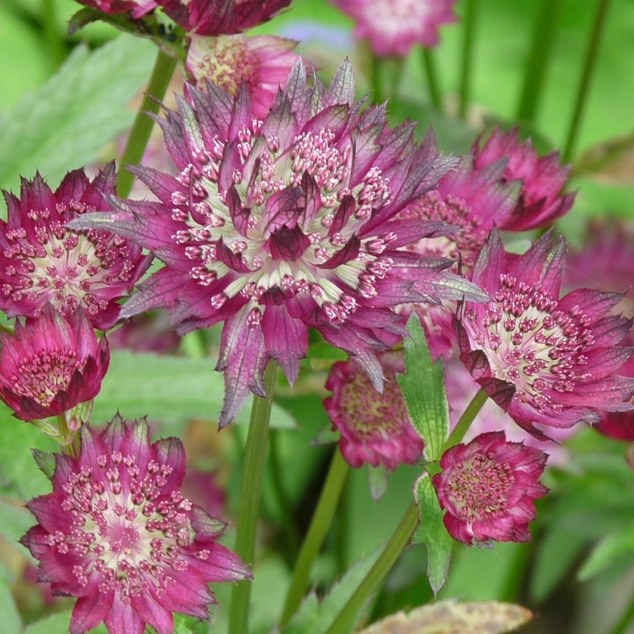Астранция крупная (Astrantia Major)